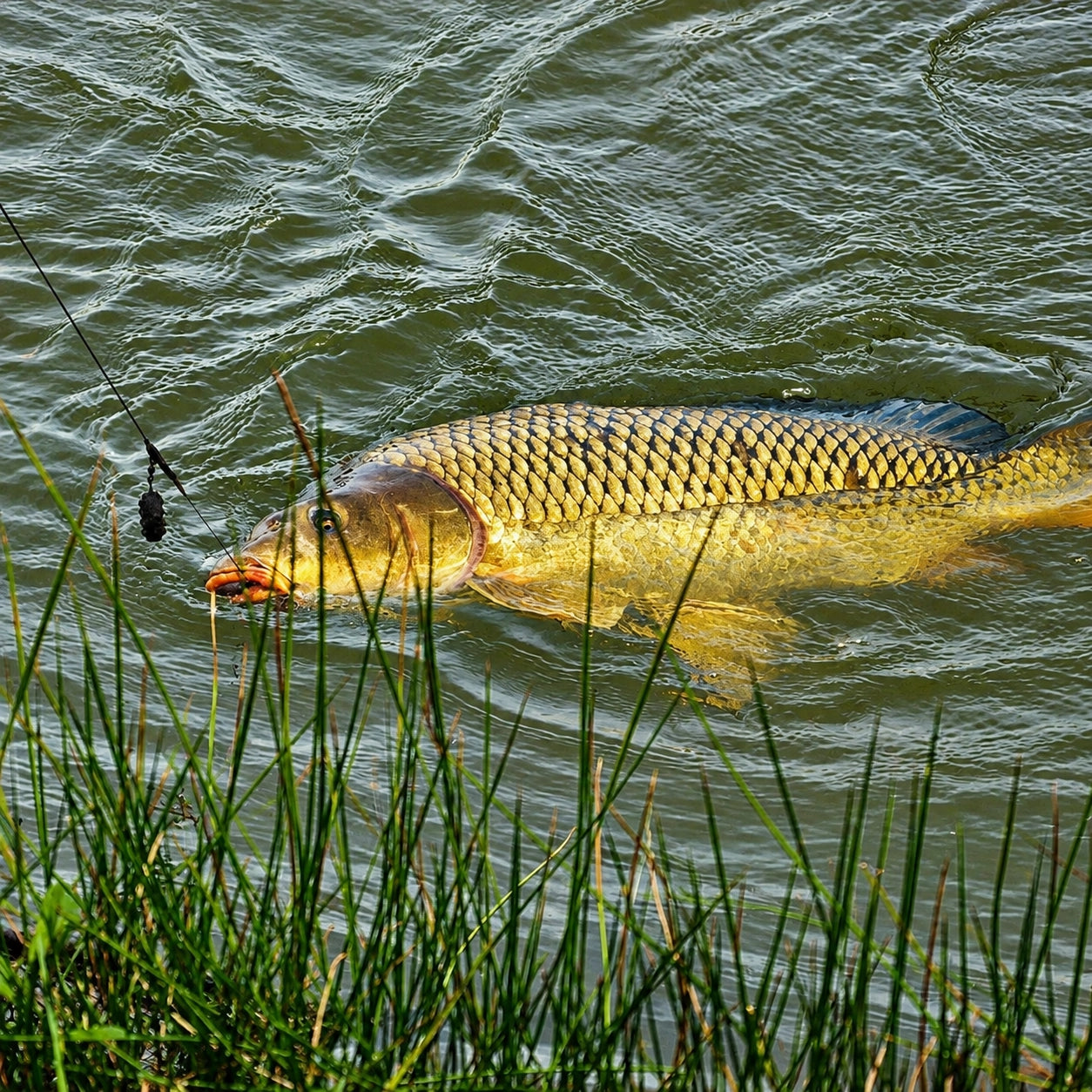 Carpe ramenée en surface dans les herbiers après le bon choix de montage carpe selon le fond