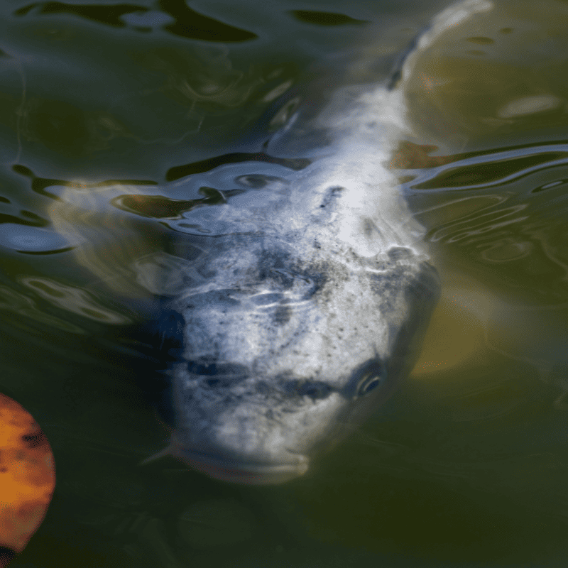 Spécimen record de carpe koï de grande taille, le plus gros poisson d'ornement au monde