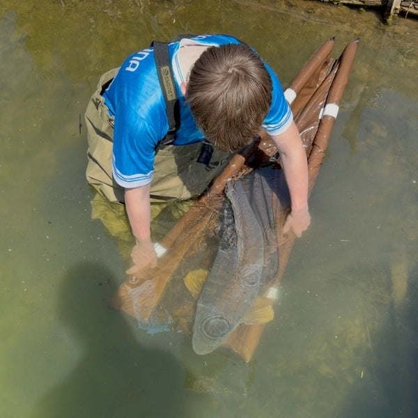 Carpiste en waders manipulant délicatement une carpe en eau peu profonde avant la remise à l'eau
