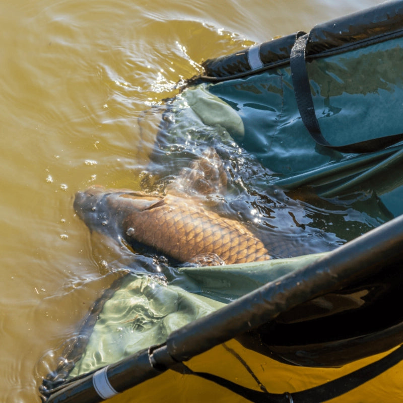 Carpe relâchée à l'eau depuis un sac de pesée dans l'esprit no-kill