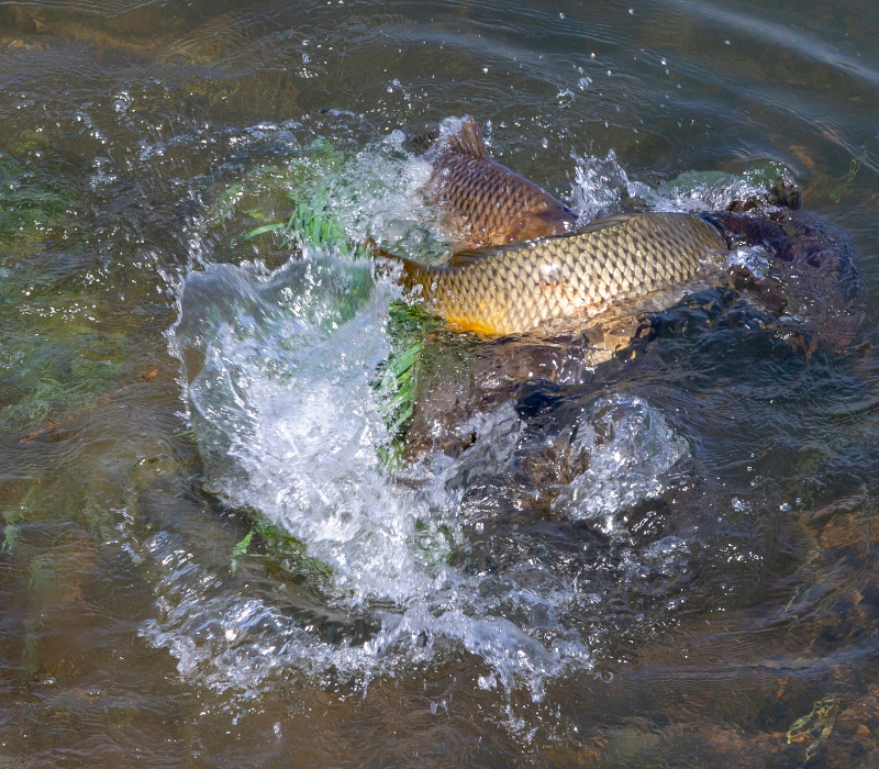 Carpes en reproduction dans une eau peu profonde en bordure d'étang