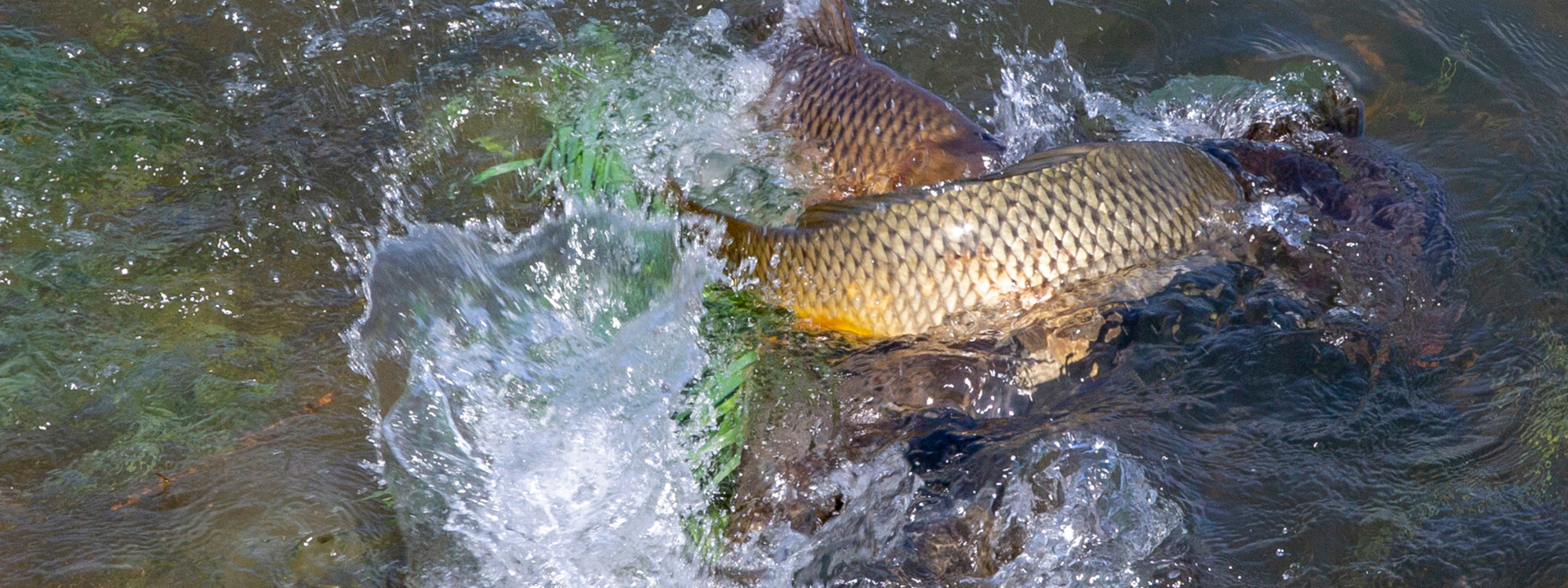 Reproduction de la carpe : carpes en plein frai dans les herbiers au printemps
