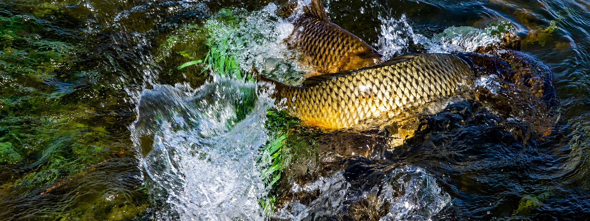 Reproduction de la carpe : carpes en plein frai dans les herbiers au printemps