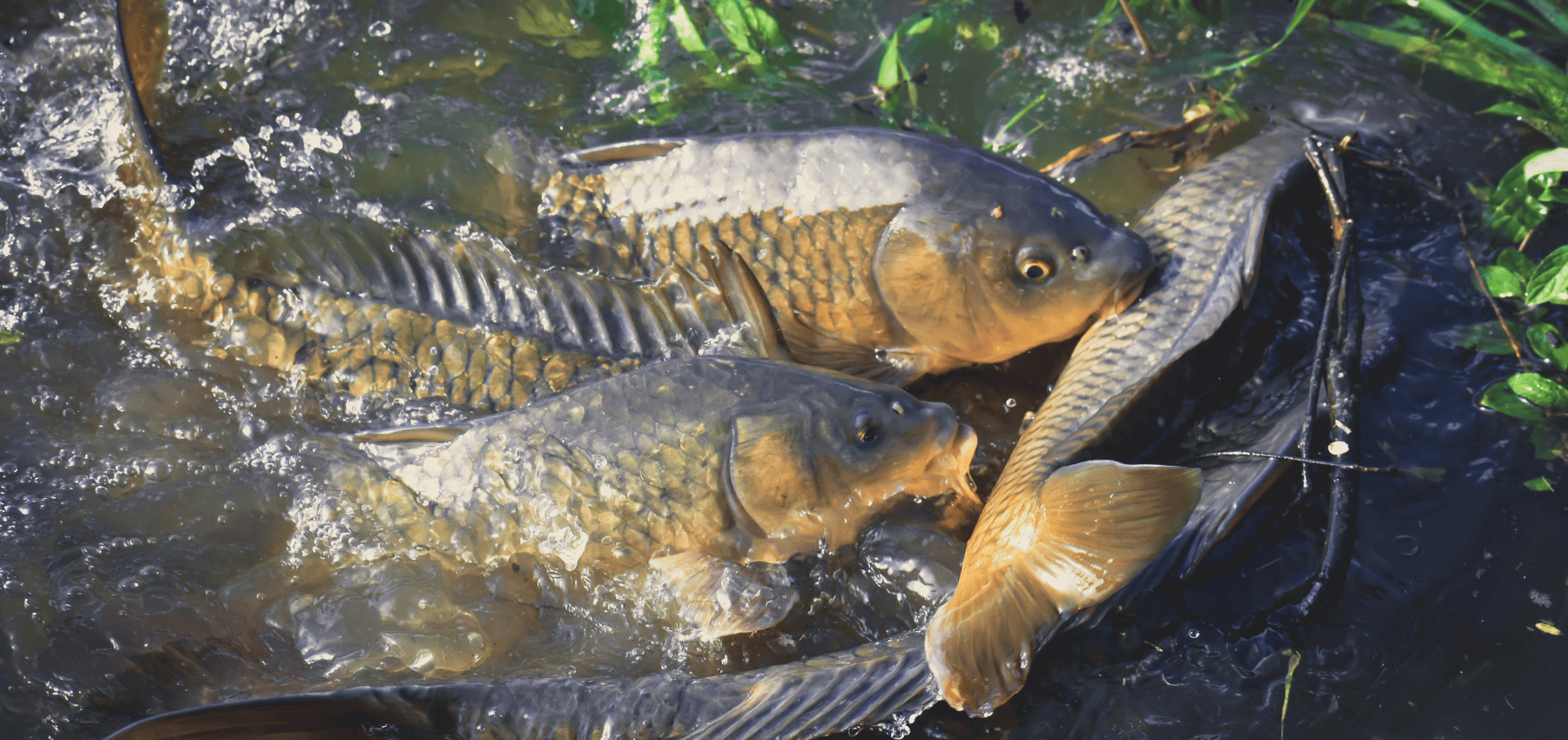 reproduction de carpe