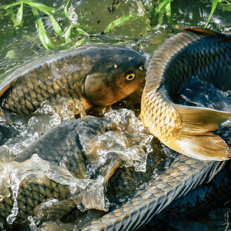 reproduction de la carpe