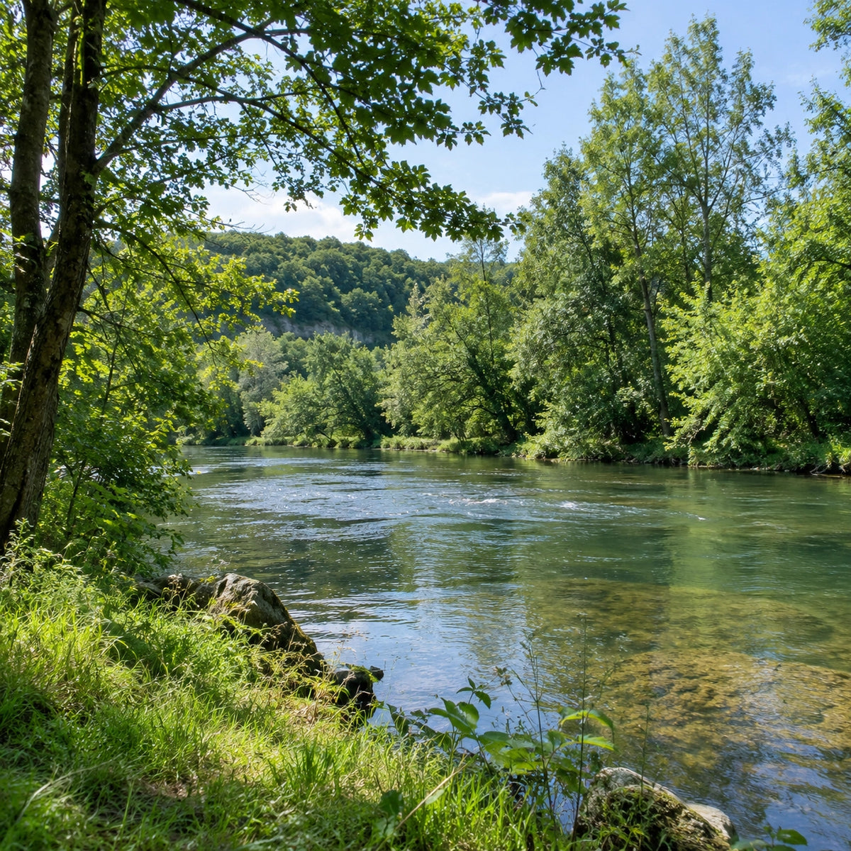 Rivière bordée d'arbres en Côte-d'Or, secteur de grande rivière ouvert à la carpe de nuit