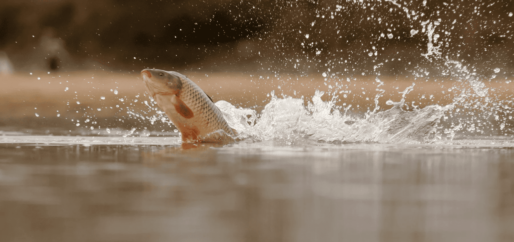 saut carpe