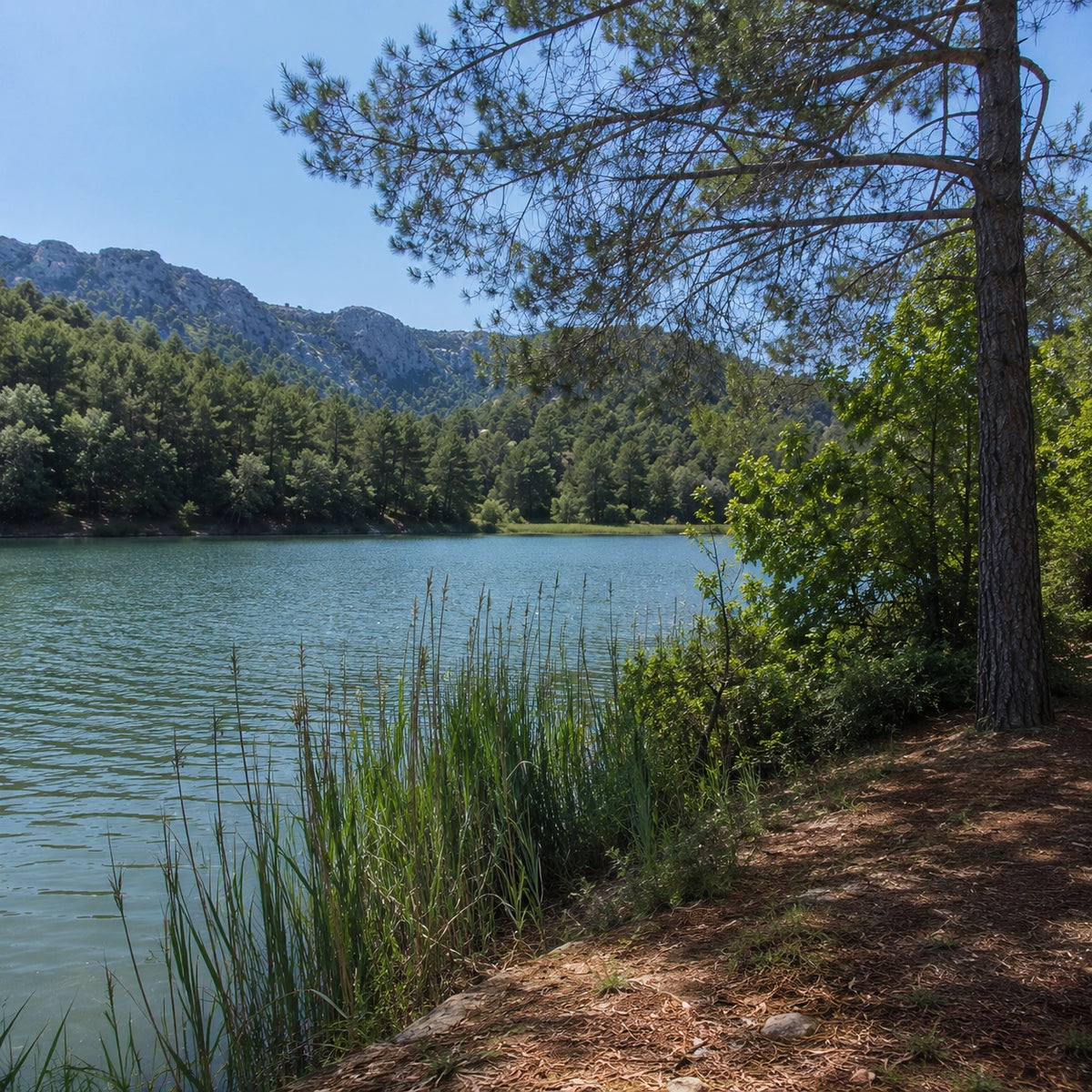 Sentier de rive bordé de pins et de roseaux le long d'un lac de l'arrière-pays, relief calcaire au fond