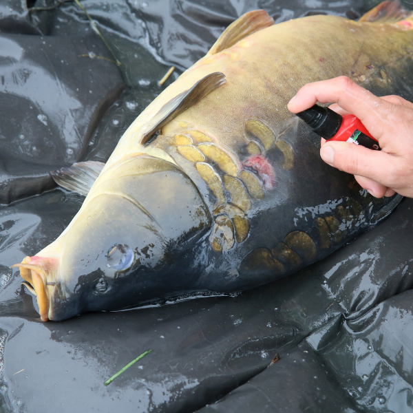 Carpiste soignant une carpe avant remise à l'eau, pratique no-kill