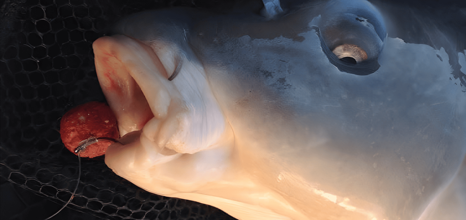 taille hamecon carpe