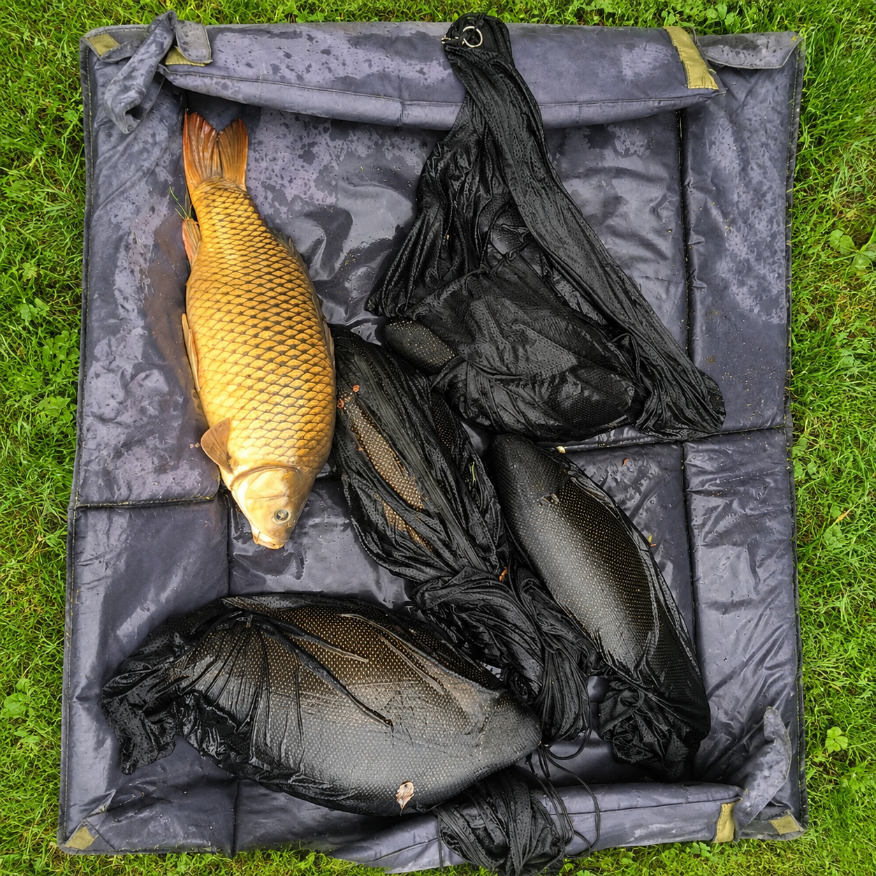 Carpe et sacs de pesée posés sur un tapis de réception prêt pour la manipulation