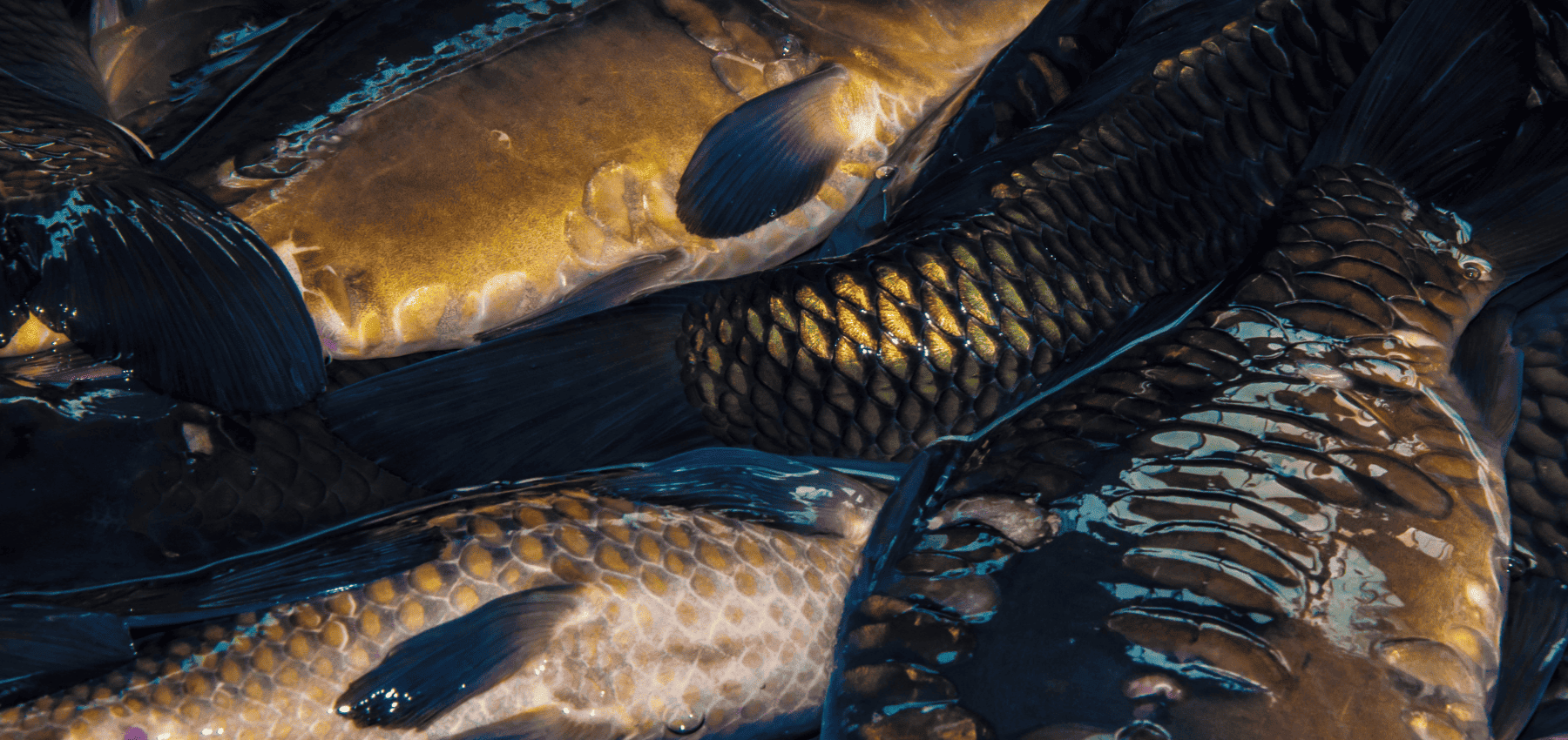 tapis de réception pêche