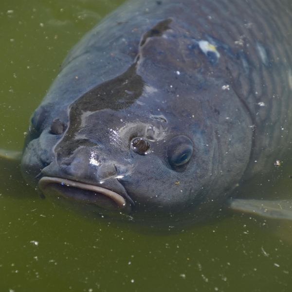 Gros plan sur la tête d'une carpe commune dans l'eau avec barbillons et bouche protractile visibles