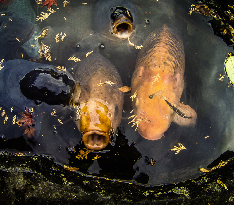 Les différentes variétés de carpe en France : commune, miroir, cuir, koï