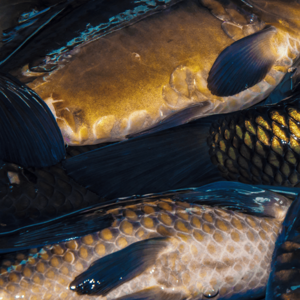 Les principales variétés de carpe : commune, miroir et cuir côte à côte