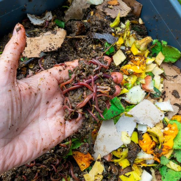 Vers de terre et lombrics canadiens, appâts naturels pour la pêche de la carpe