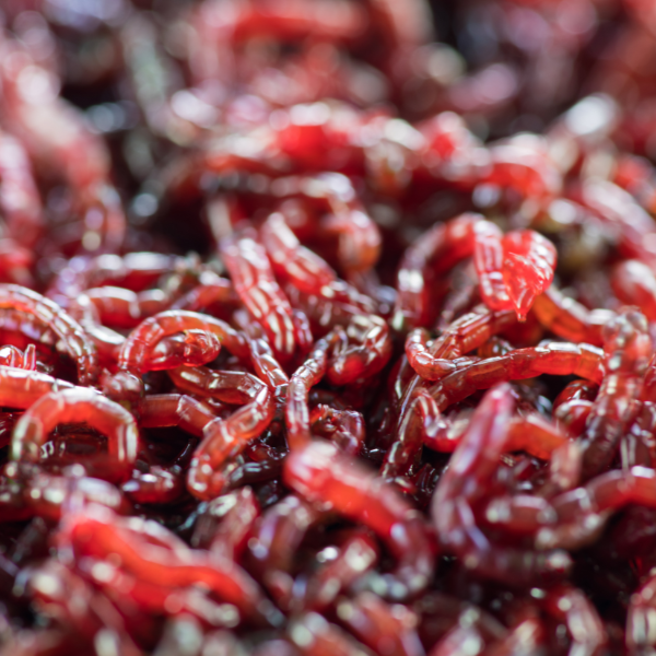 Vers de vase chironomidés, principale source de protéines dans le régime alimentaire naturel de la carpe
