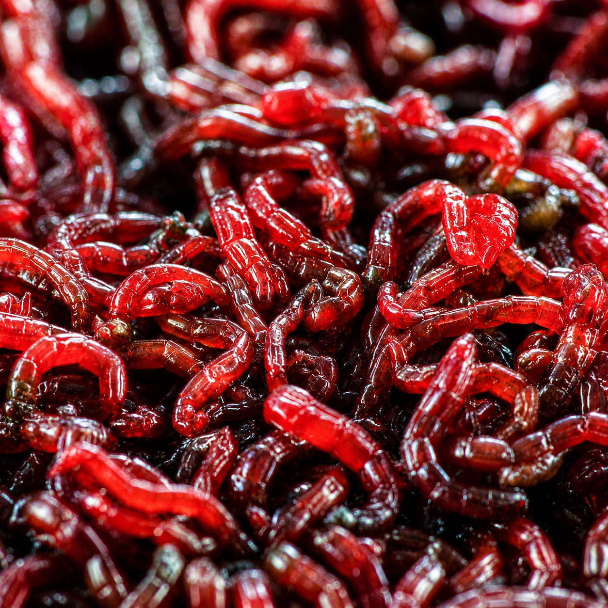 Vers de vase chironomidés, principale source de protéines dans le régime alimentaire naturel de la carpe