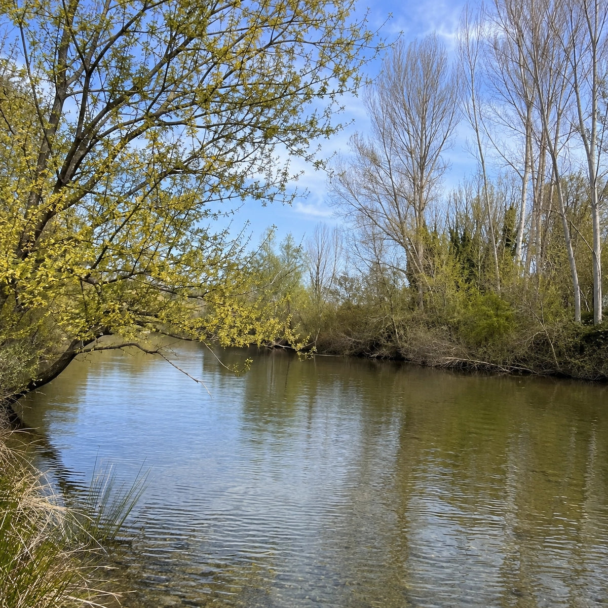 Le Vidourle bordé de peupliers sur le secteur de Sommières